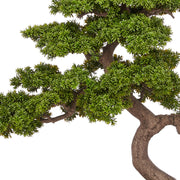 BONSAI PODOCARPUS mű bonsai fa részletgazdag lombszerkezettel és hajlított törzzsel