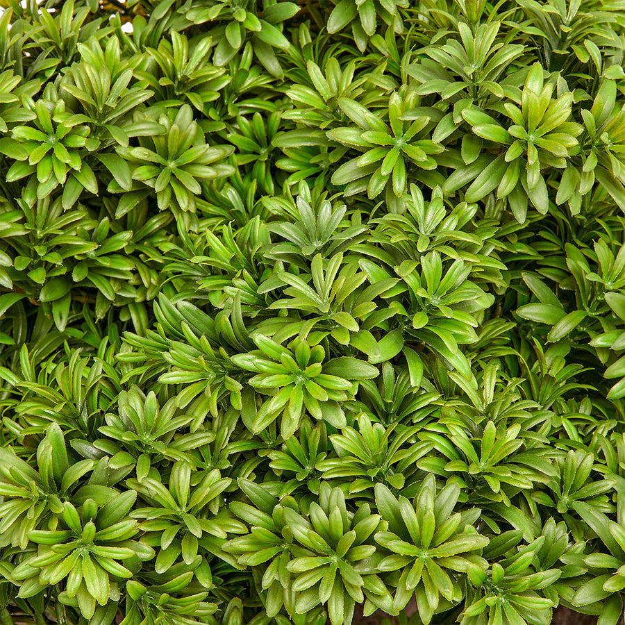 BONSAI PODOCARPUS óriás mű kőtiszafa bonsai fa élethű zöld leveleinek közeli részlete