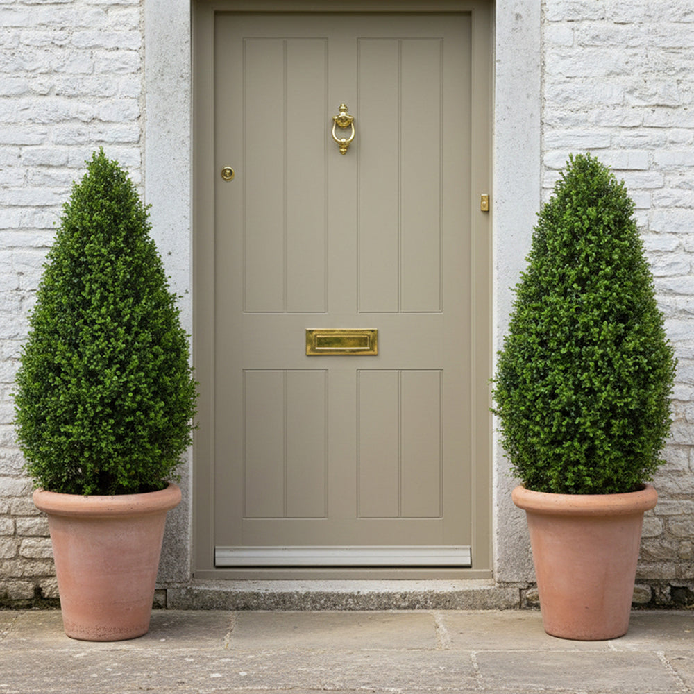 Mű buxus növény terrakotta kaspóban bejárat két oldalán elhelyezve