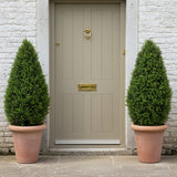 Mű buxus növény terrakotta kaspóban bejárat két oldalán elhelyezve