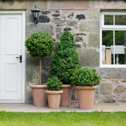Mű buxus dekor növények terrakotta kaspóban klasszikus kerti elrendezésben