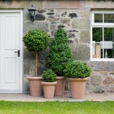 Mű buxus dekor növények terrakotta kaspóban klasszikus kerti elrendezésben