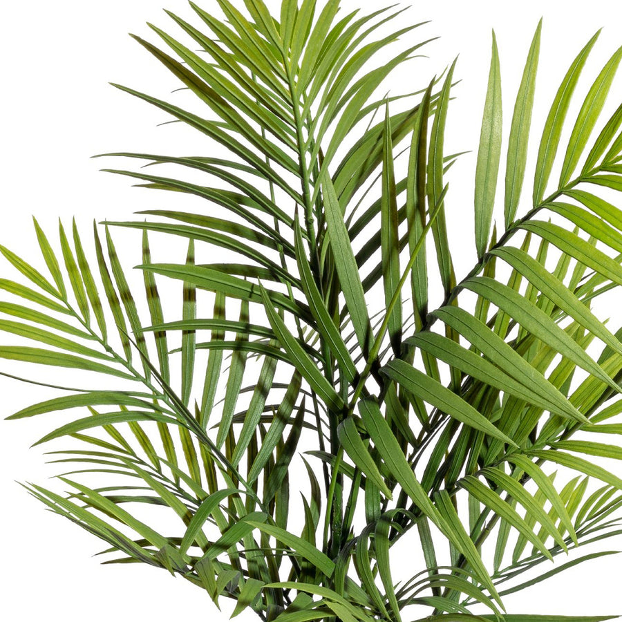 Filigrán levelű MOUNTAIN PALM mű pálma közelről.