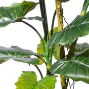 Közelkép a COLOCASIA mű táró növény leveleiről és szárairól, részletes kidolgozással