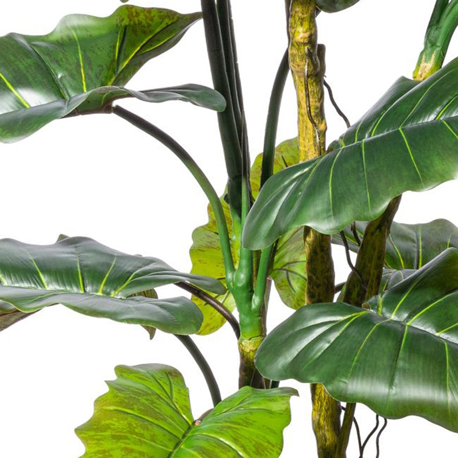 Közelkép a COLOCASIA mű táró növény leveleiről és szárairól, részletes kidolgozással