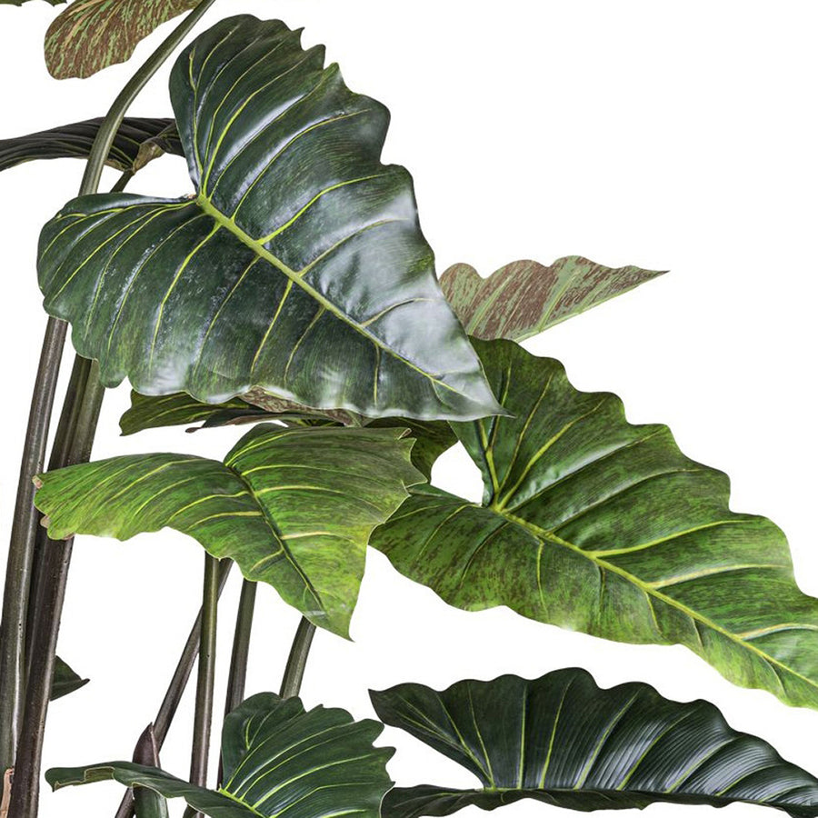 Közelkép a COLOCASIA mű táró növény leveleiről és természetes textúrájú erezetéről