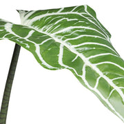 Közelkép a COLOCASIA műnövény valósághű, fehér erezetes zöld leveléről