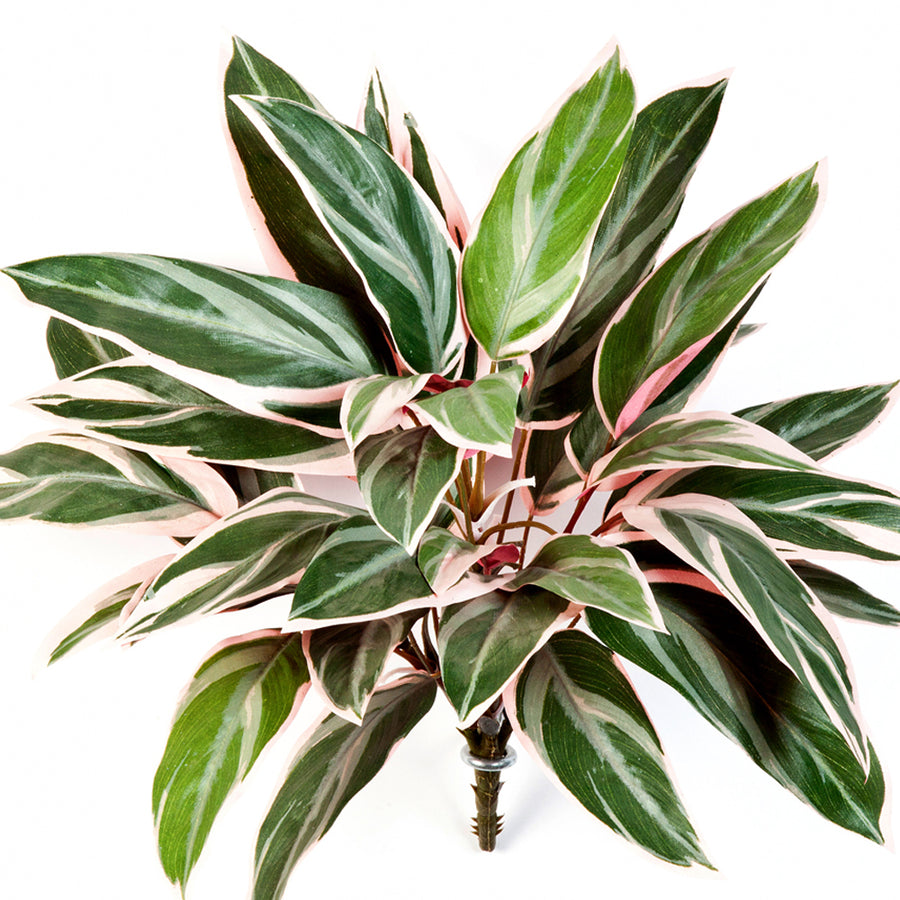 Rózsaszín-fehér-zöld levelekkel rendelkező mű ti-pálma bokor