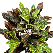 Kroton mű bokor közelről, piros, zöld és sárga mintázatú levelekkel