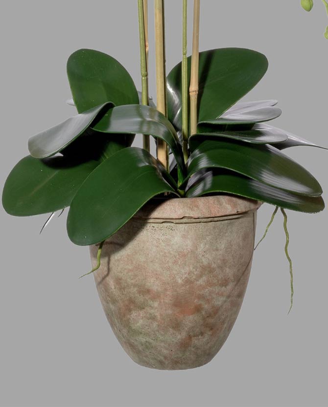 Fehér színű mű orchidea, rusztikus terrakotta kaspóban.