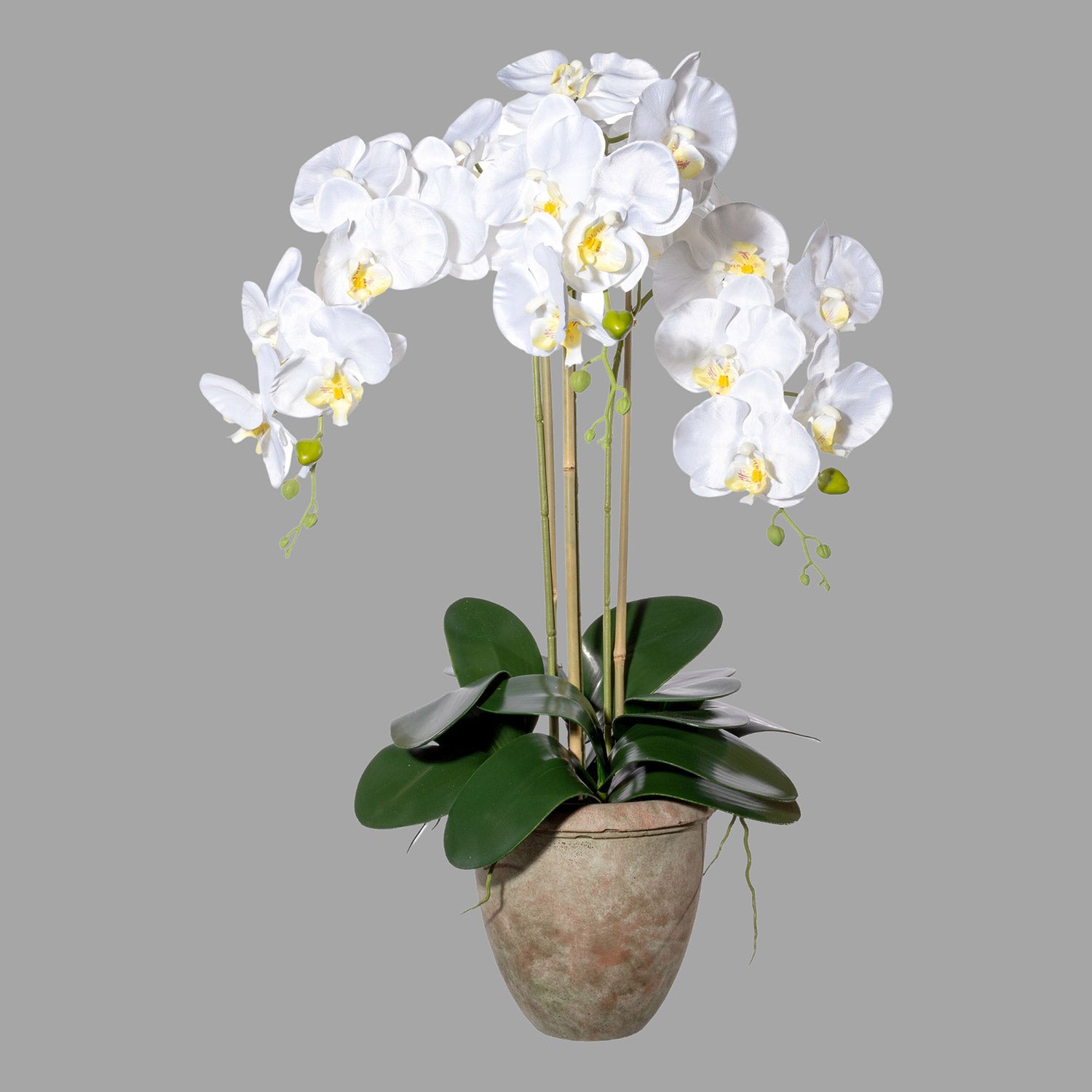 Fehér színű mű orchidea, rusztikus terrakotta kaspóban.