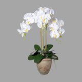 Fehér színű mű orchidea, rusztikus terrakotta kaspóban.