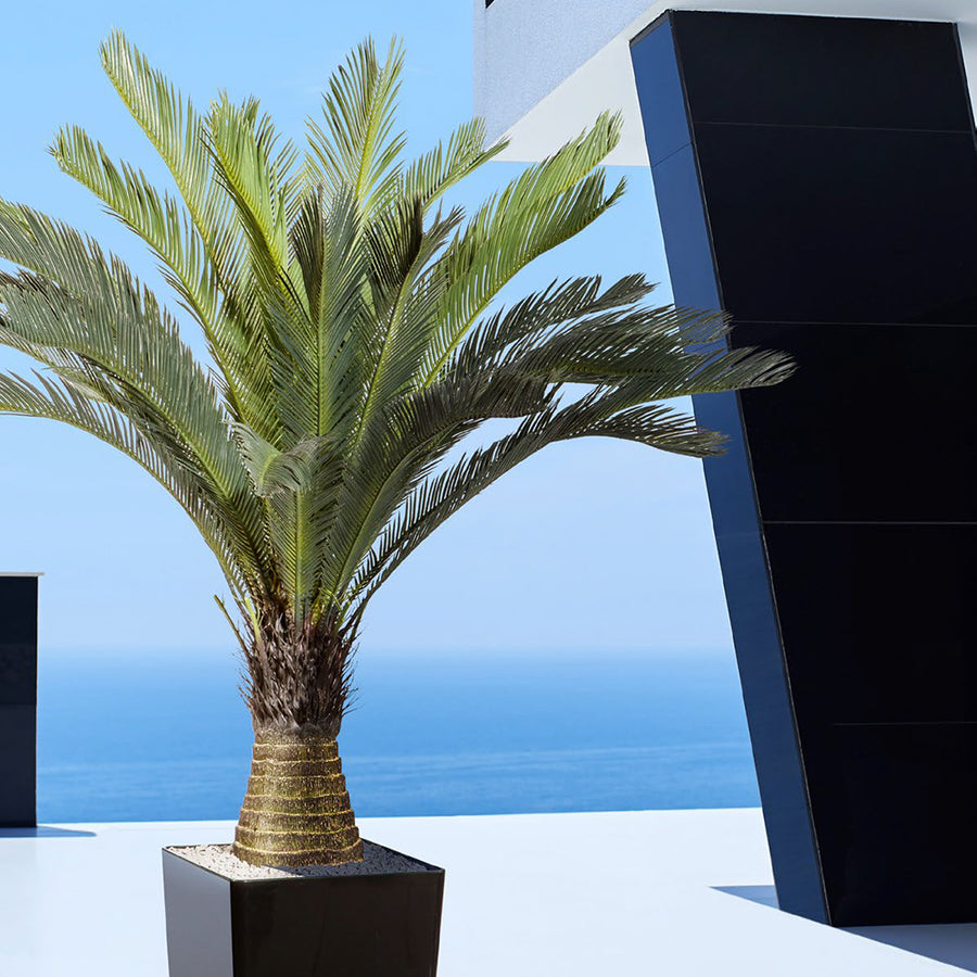 Élethű CYCAS REVOLUTA mű cikász pálma 130 cm magas, modern kültéri elhelyezésben