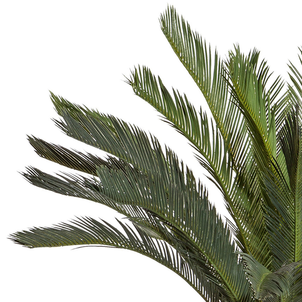 CYCAS REVOLUTA óriás mű cikász pálma részletgazdag, sötétzöld levelekkel