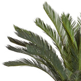 CYCAS REVOLUTA óriás mű cikász pálma részletgazdag, sötétzöld levelekkel