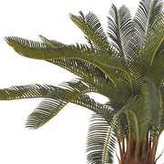 CYCAS REVOLUTA mű pálma természetes hatású törzzsel