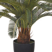 Mű cikász pálma élethű törzse és fekete kaspója