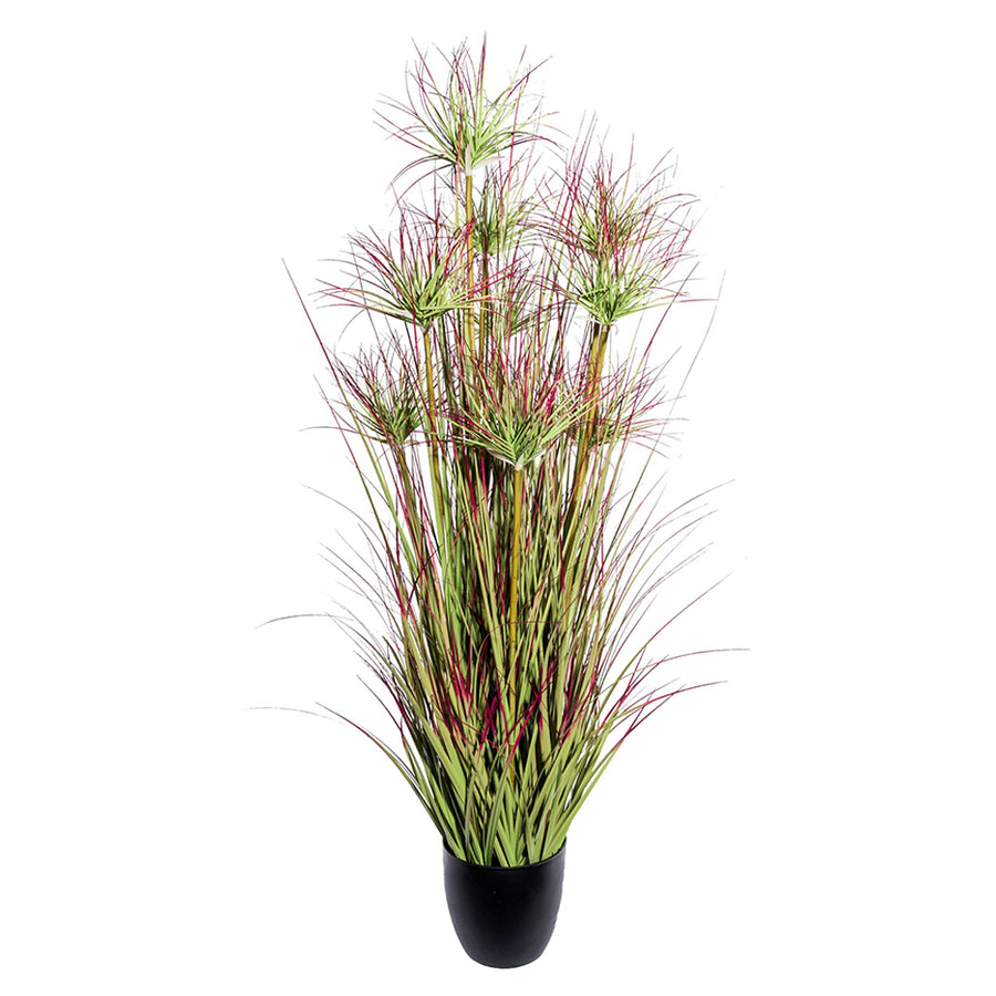 CYPERUS mű ciprusfű bokor 125 cm fekete kaspóban