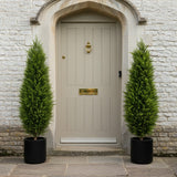 120 cm magas mű ciprus párban elhelyezve bejáratnál, elegáns szimmetrikus megjelenés