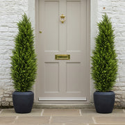 CYPRESS mű ciprus párban elhelyezve bejárati ajtó mellett fekete kaspóban