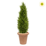 UV-álló zöld mű ciprus terrakotta kaspóban 150 cm fehér háttér előtt