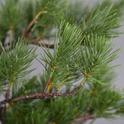 Jutazsákba helyezett dekorációs műfenyő.