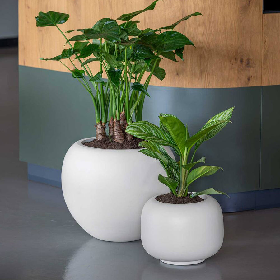ELEMENTAL SPHERE LOW XS selyemfehér fiberglass kaspó szobanövényekkel modern enteriőrben