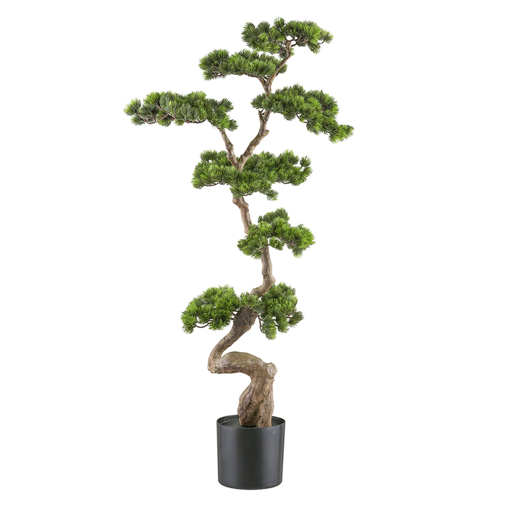 Mű fenyő bonsai fa, fekete színű műanyag cserépben.