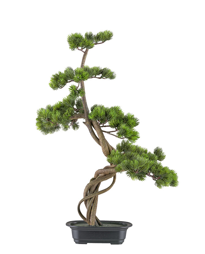 Mű fenyő bonsai fa, fekete színű műanyag cserépben.