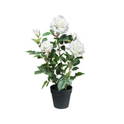 Fehér színű, élethű megjelenésű, mű rózsabokor, fekete műanyag cserépben.