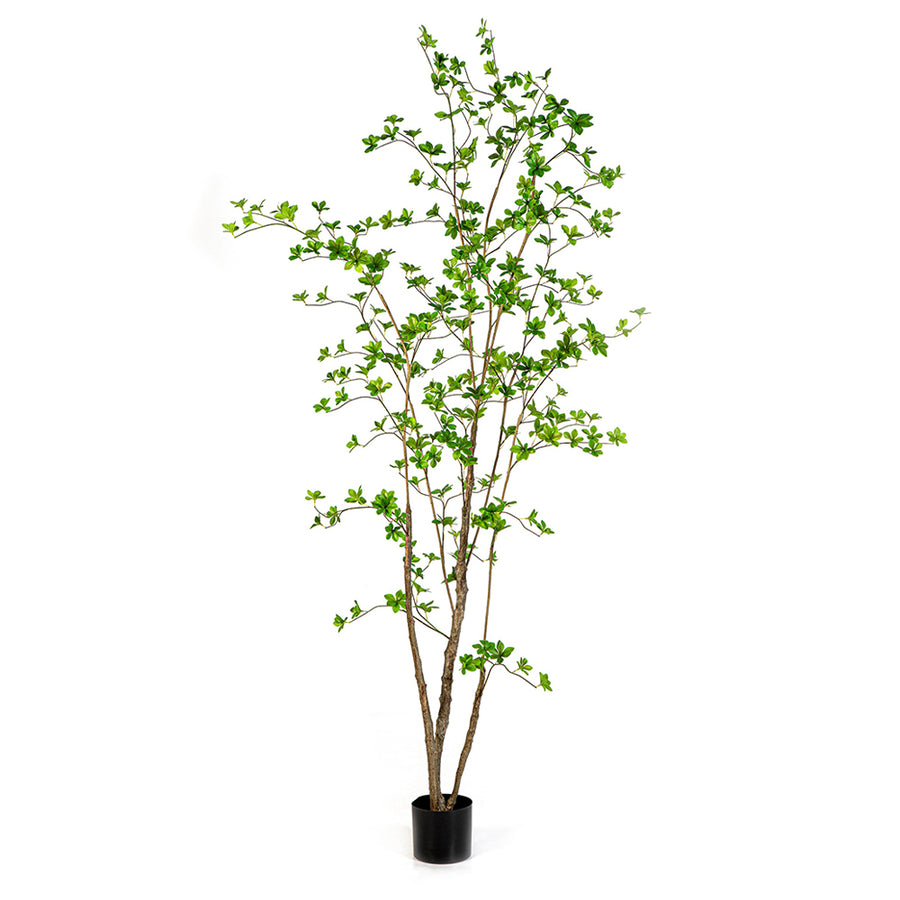 ENKIANTHUS zöld mű csengőbojt fa 210 cm termékfotó