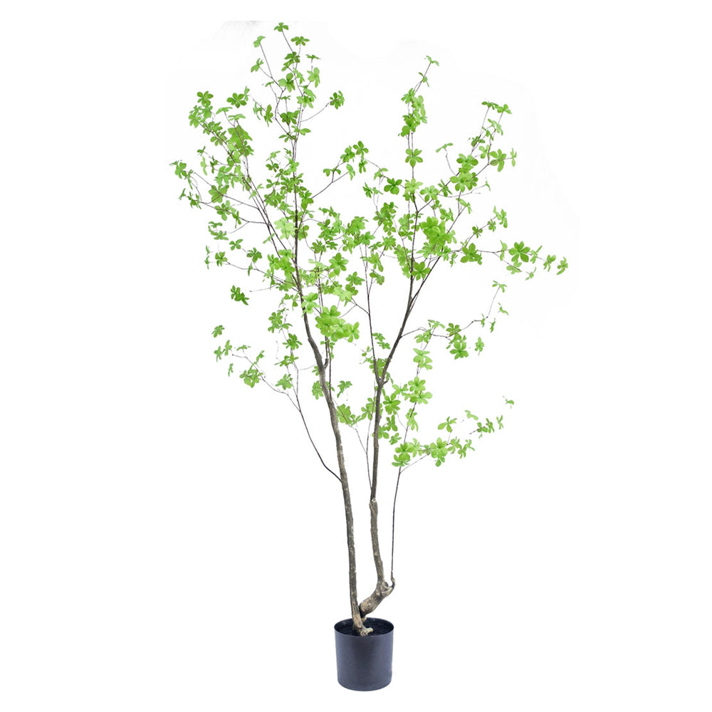 Enkianthus zöld mű csengőbojt fa 210 cm fehér háttér előtt