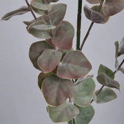 Realisztikus, enyhén poros hatású eukaliptusz levelek textúrájának bemutatása.