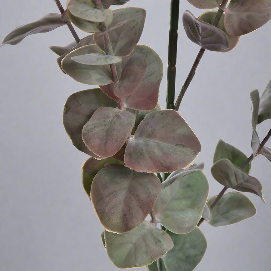 Realisztikus, enyhén poros hatású eukaliptusz levelek textúrájának bemutatása.