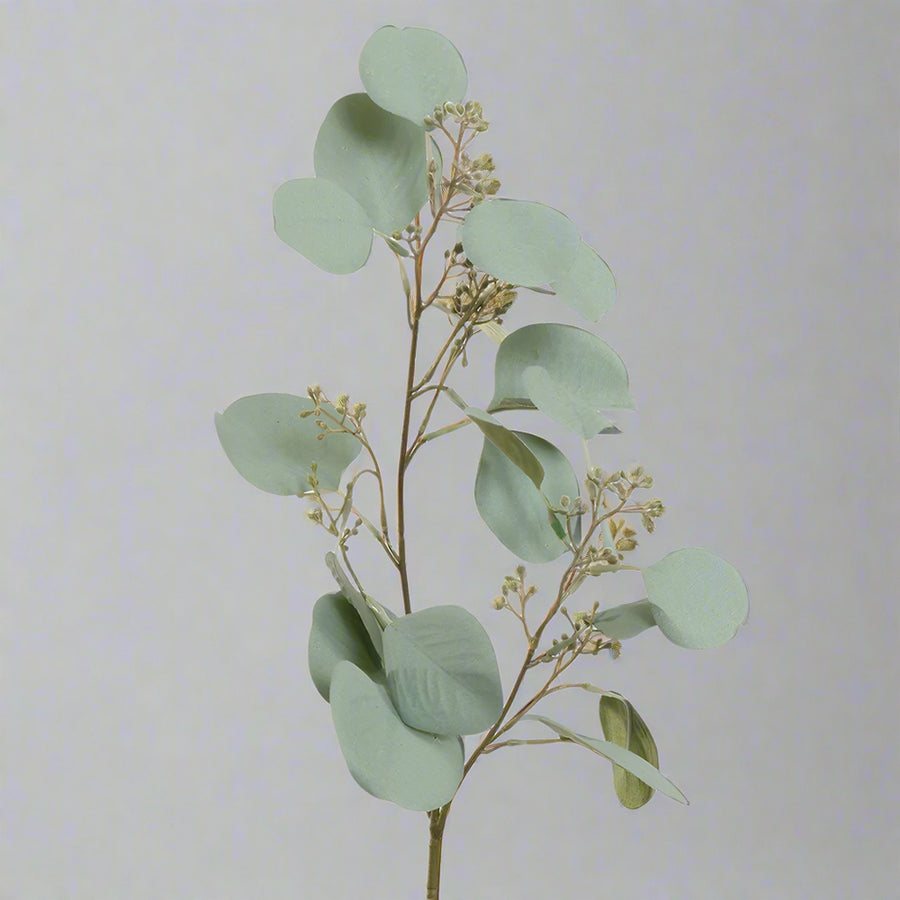 Közelkép a szürkészöld mű eukaliptusz ágról, részletgazdag levelekkel és termésekkel.