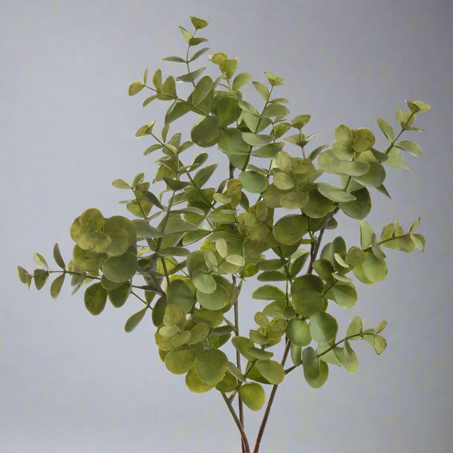 Élethű zöld eukaliptusz ág dekor fotó háttérrel