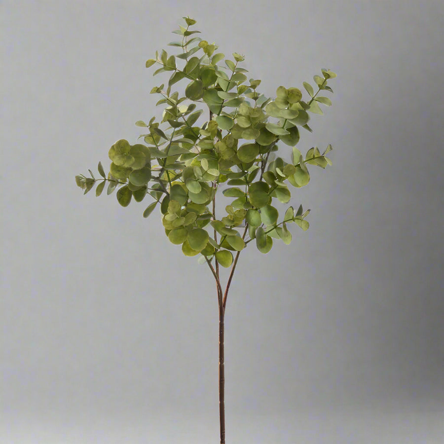 Élethű zöld eukaliptusz ág dekor fotó háttérrel..