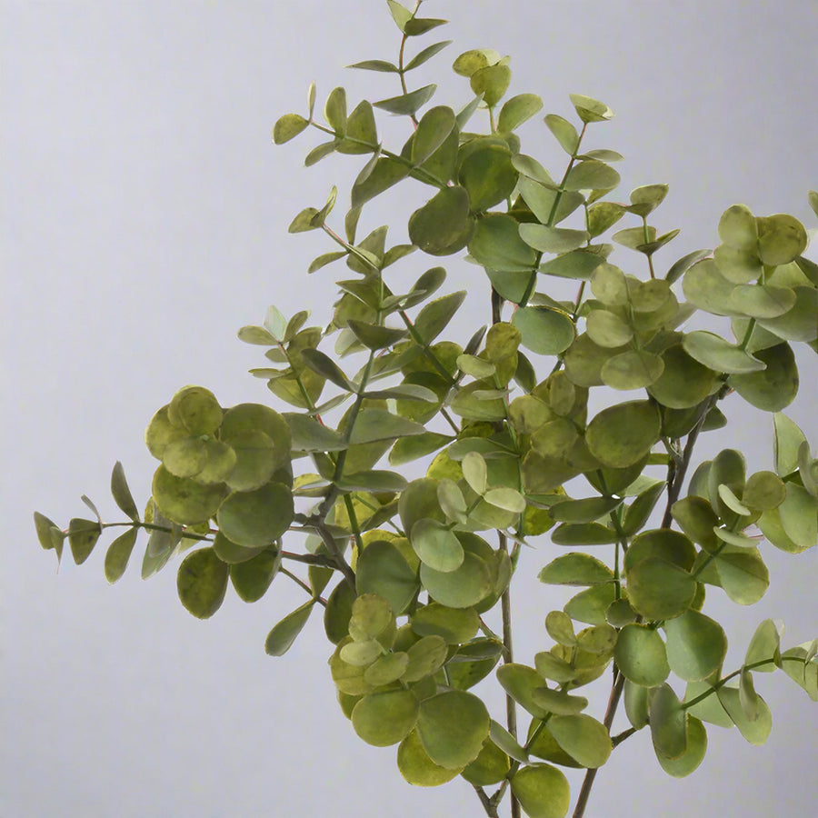 Közeli kép a realisztikus eukaliptusz levelekről