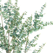 EUCALYPTUS mű eukaliptusz fa természetes hatású szürkészöld levelei közelről