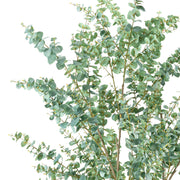 EUCALYPTUS mű eukaliptusz fa természetes hatású szürkészöld levelei közelről