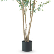 EUCALYPTUS 240 cm mű eukaliptusz fa többtörzsű kialakítása fekete ültetőedényben