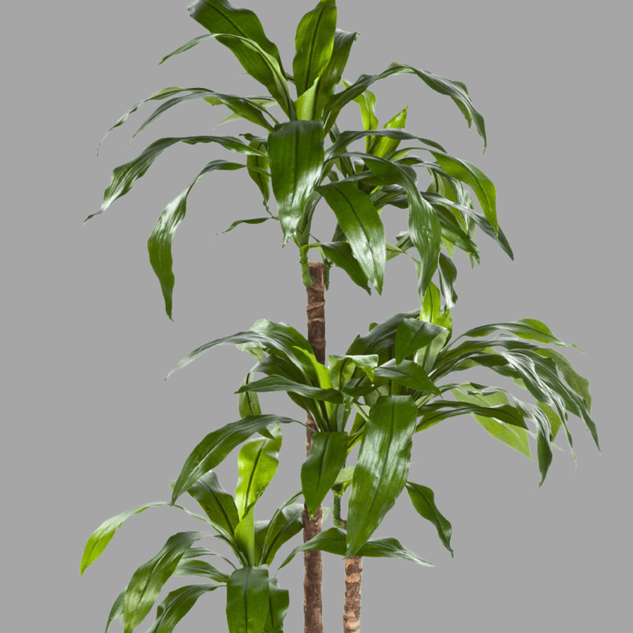 Élethű megjelenésű, mű sárkányfa, fekete színű műanyag cserépben