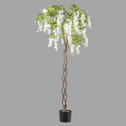 Csavart törzsű, fehér színű mű lilaakác fa.