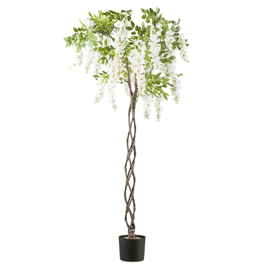 Csavart törzsű, fehér színű mű lilaakác fa.