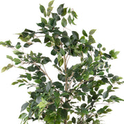 Mű Ficus benjamina cserje részletfotó dús zöld lombozattal.