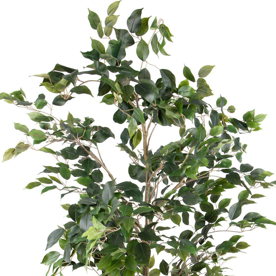 Mű Ficus benjamina cserje részletfotó dús zöld lombozattal.