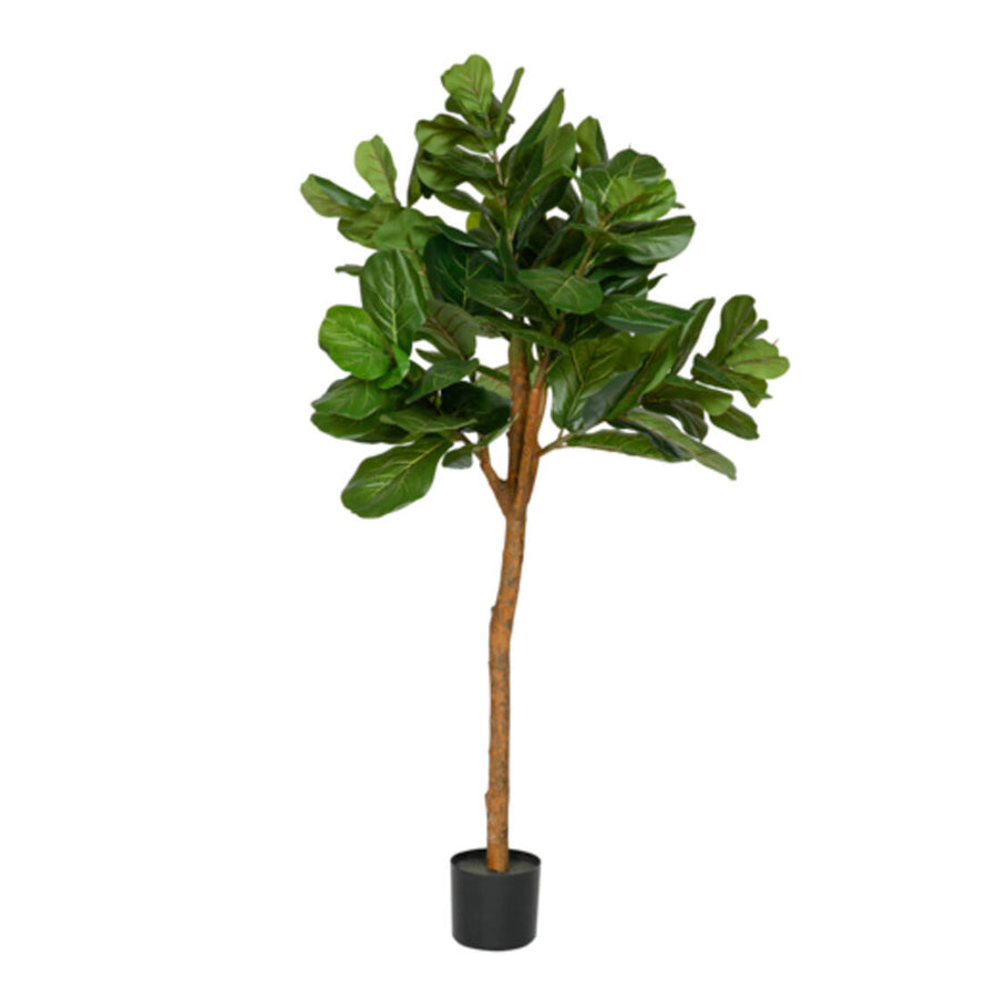 FICUS LYRATA zöld mű fikusz fa 150 cm fekete technikai cserépben fehér háttér előtt