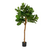 FICUS LYRATA zöld mű fikusz fa 150 cm fekete technikai cserépben fehér háttér előtt