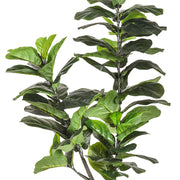 Mű Ficus lyrata cserje részletfotó nagyméretű zöld levelekkel.