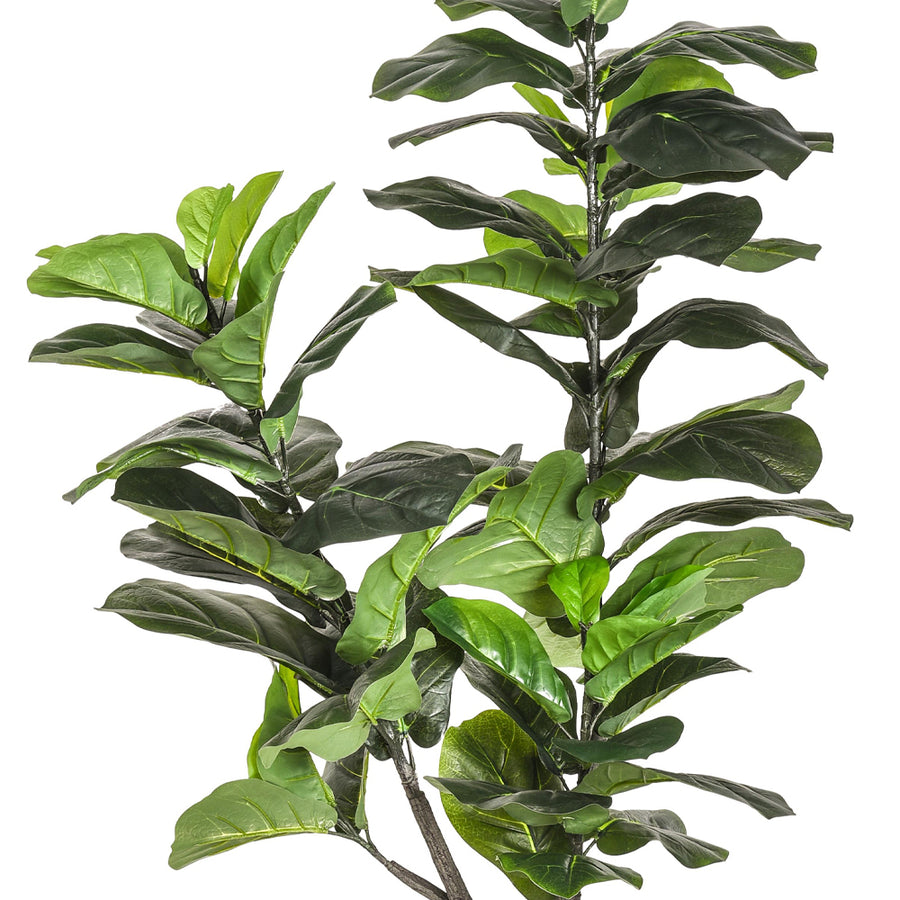 Mű Ficus lyrata cserje részletfotó nagyméretű zöld levelekkel.